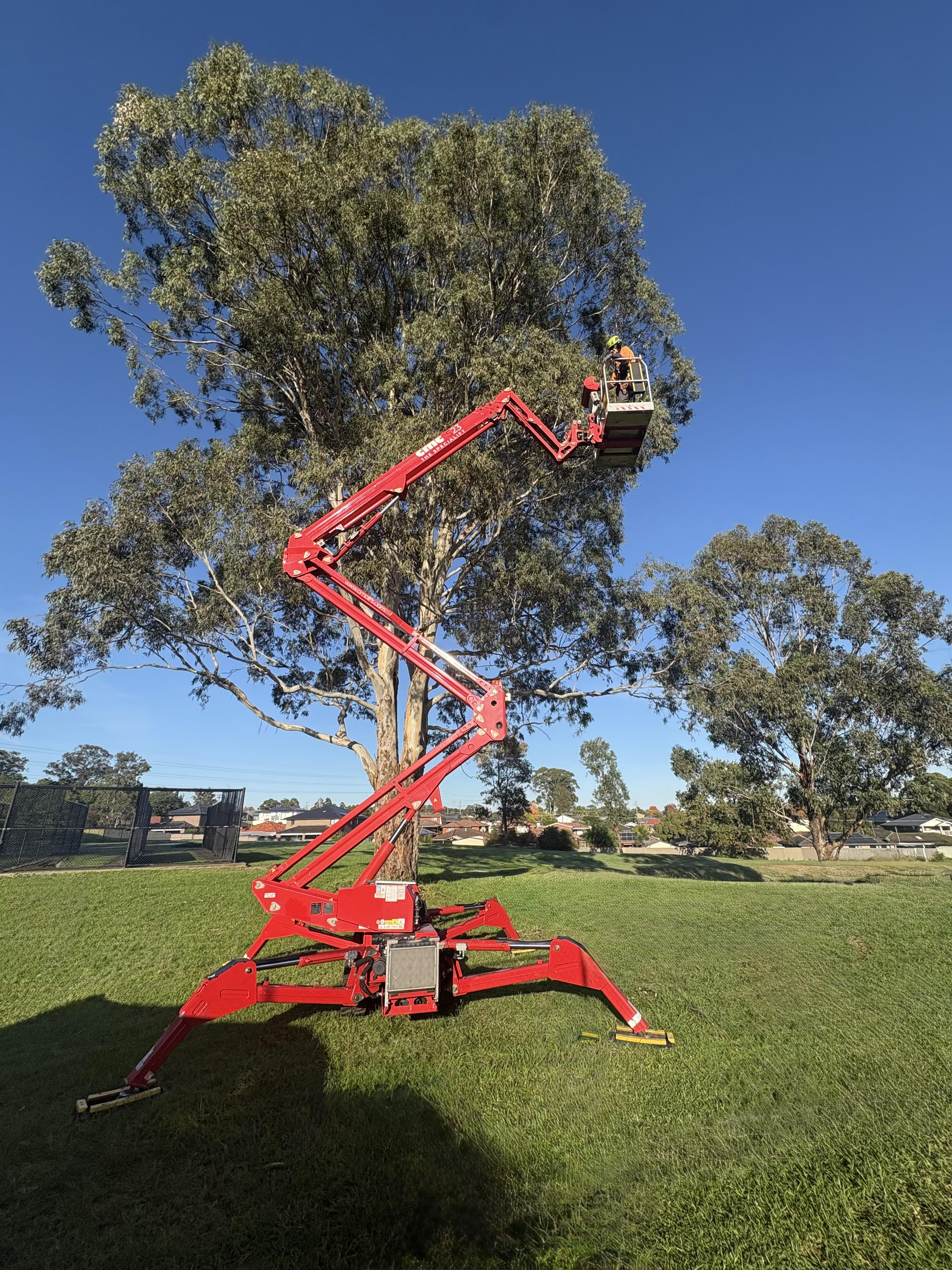 Images Above All Tree Services