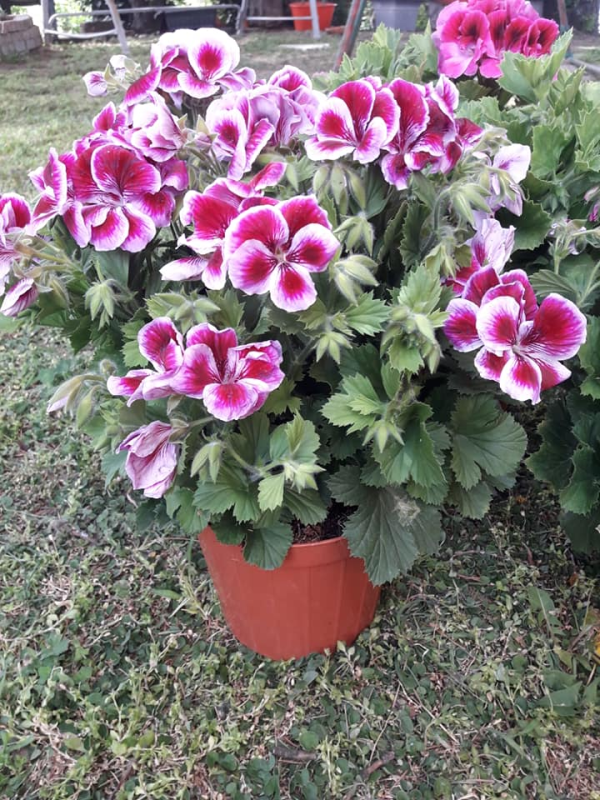 Images I Fiori di Marina
