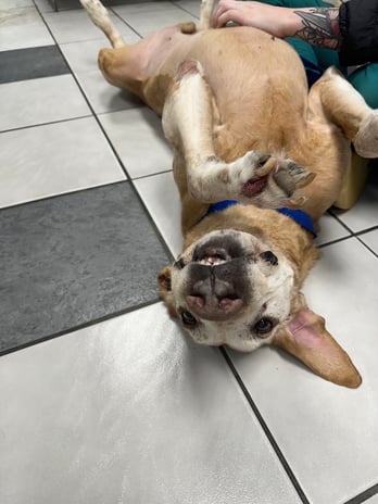 Images VCA Preston Park Animal Hospital