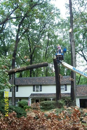 Images Hungry Beaver Tree Service