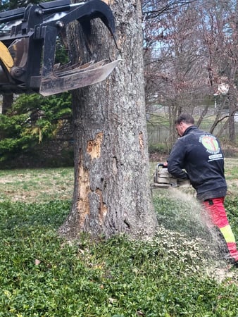 Images Fine Cut & Trim