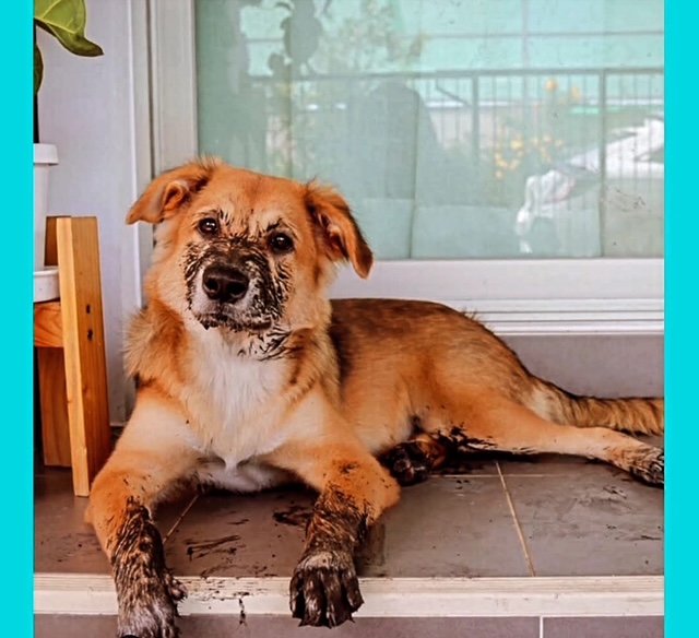 Images Voda Cleaning & Restoration of Baton Rouge