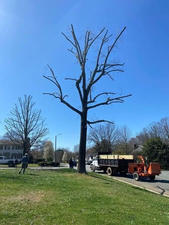 Images Ventura Tree Services LLC