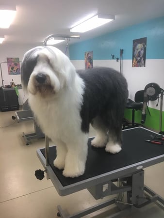 Images Aly Jane's Pretty Pup Salon