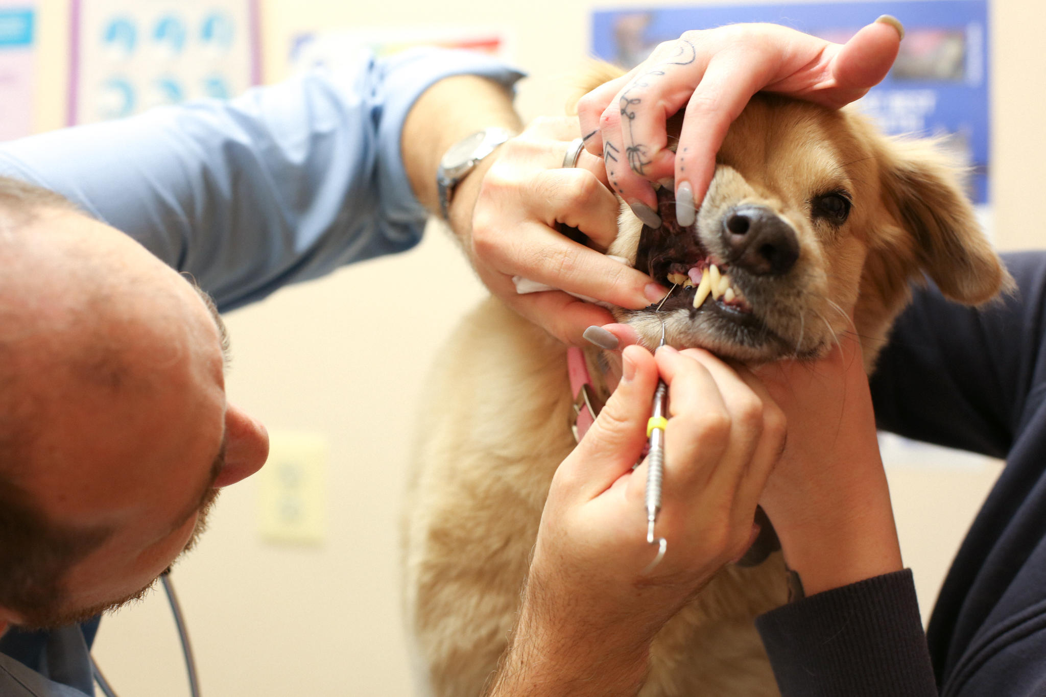 A dental examination is part of every wellness visit at Stevenson Village Veterinary Hospital. It's really that important!