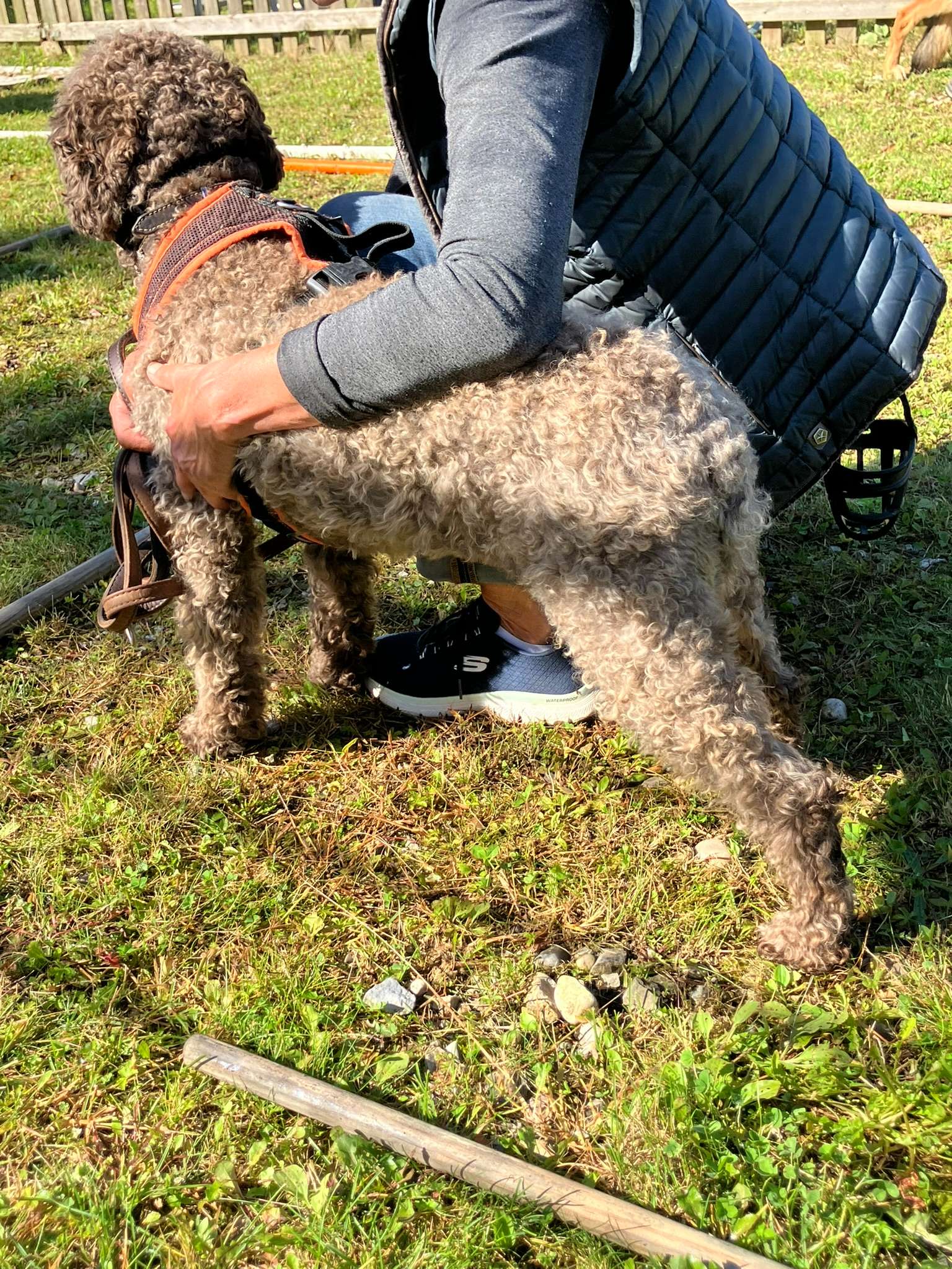 Hundeschule Wauschlau, Brukenthalstraße 4 in München