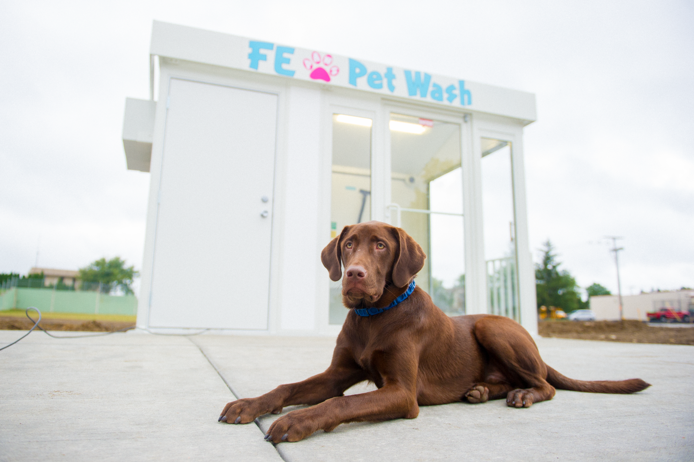 Pet Wash