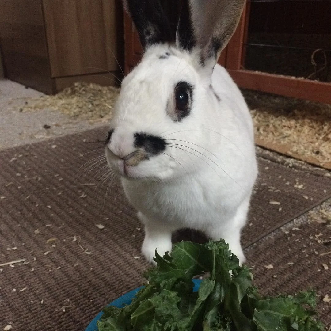 Images Mack's Pet Care