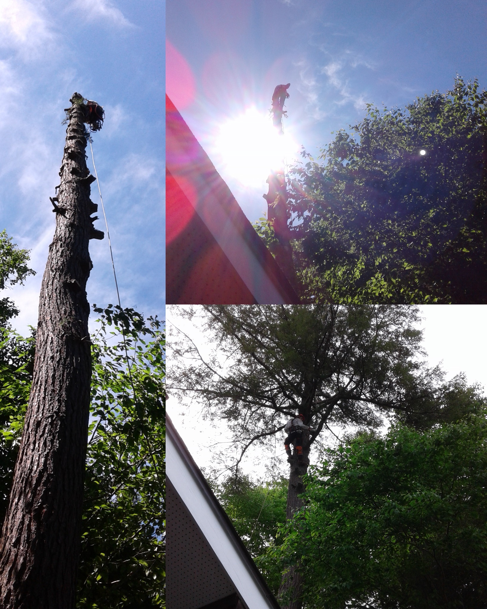 Images Élagage Frère d'Arbres