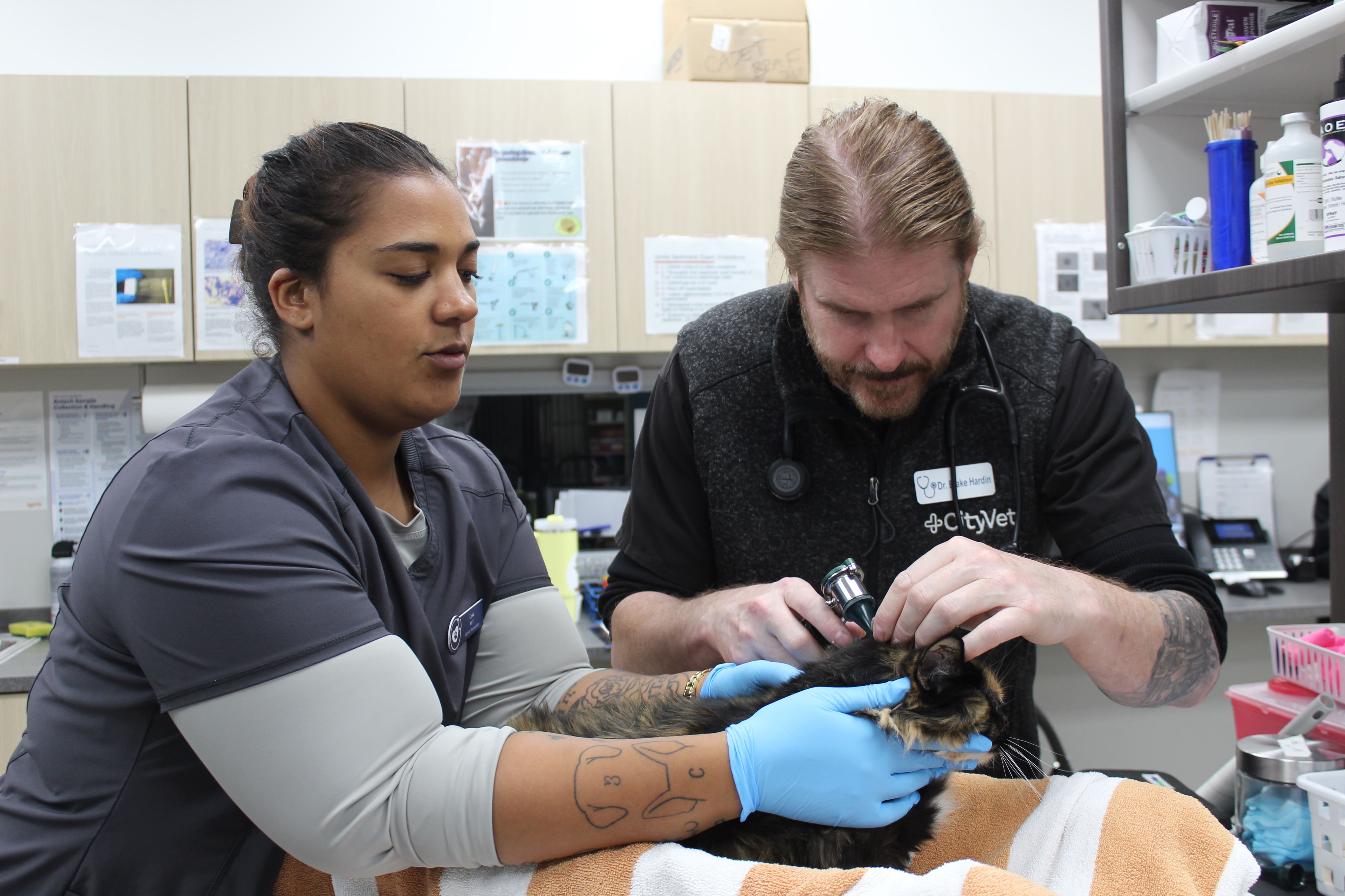 CityVet | Westminster Veterinary Clinic & Urgent Care Image