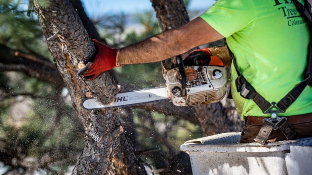 Images King Tree Service