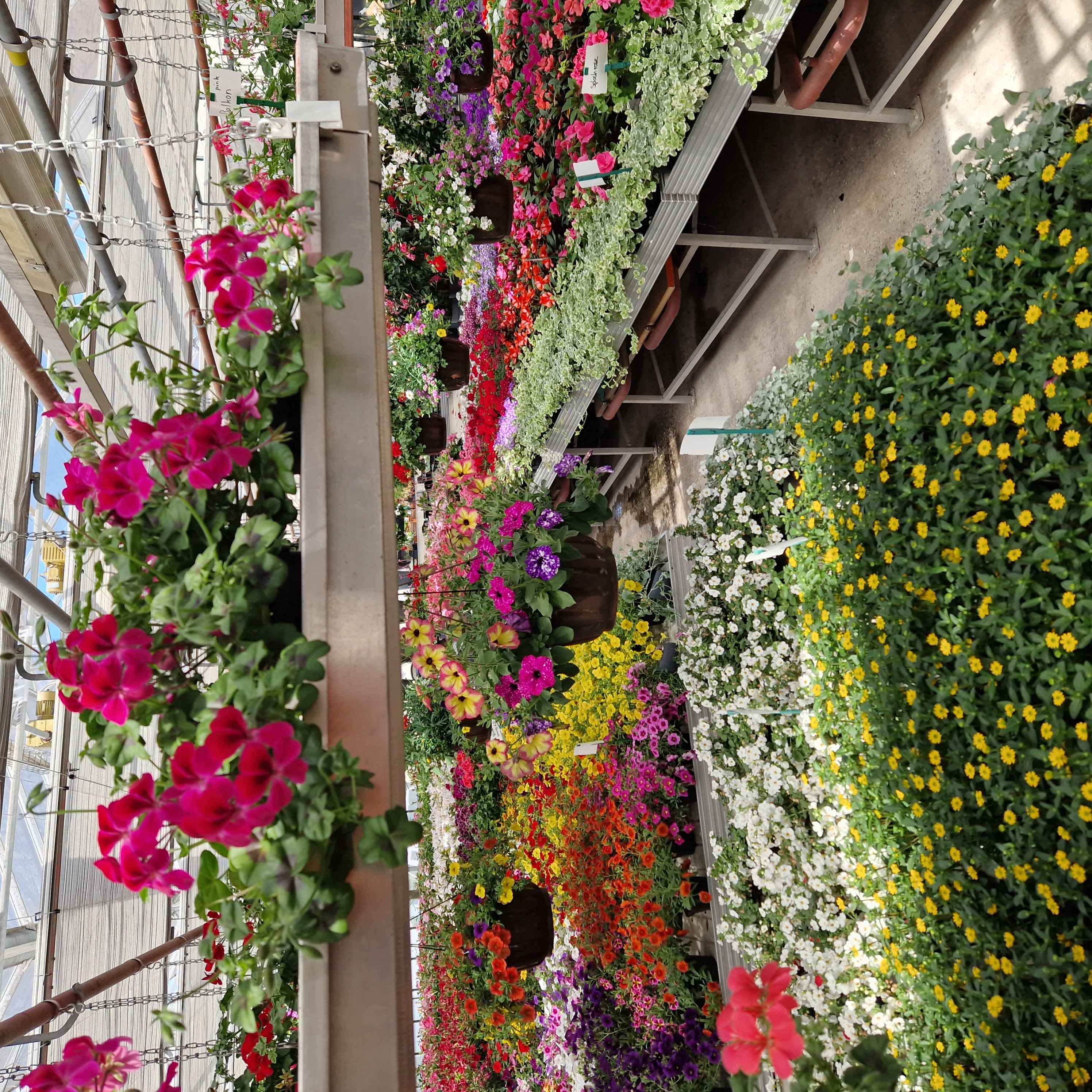 Bilder hollenstein blumengarten ag-Blumenshop-Gärtnerei-Gartenbau-Unterhalt-Grabpflege