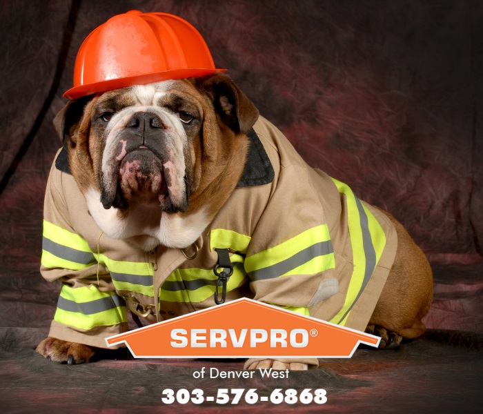 SERVPRO® of Denver West responds to fire damage emergencies throughout the year. Pets play important roles in our lives, and they are responsible for many fires in the United States each year.