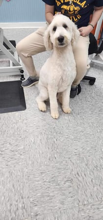 Images Dragonfly Dog Grooming LLC