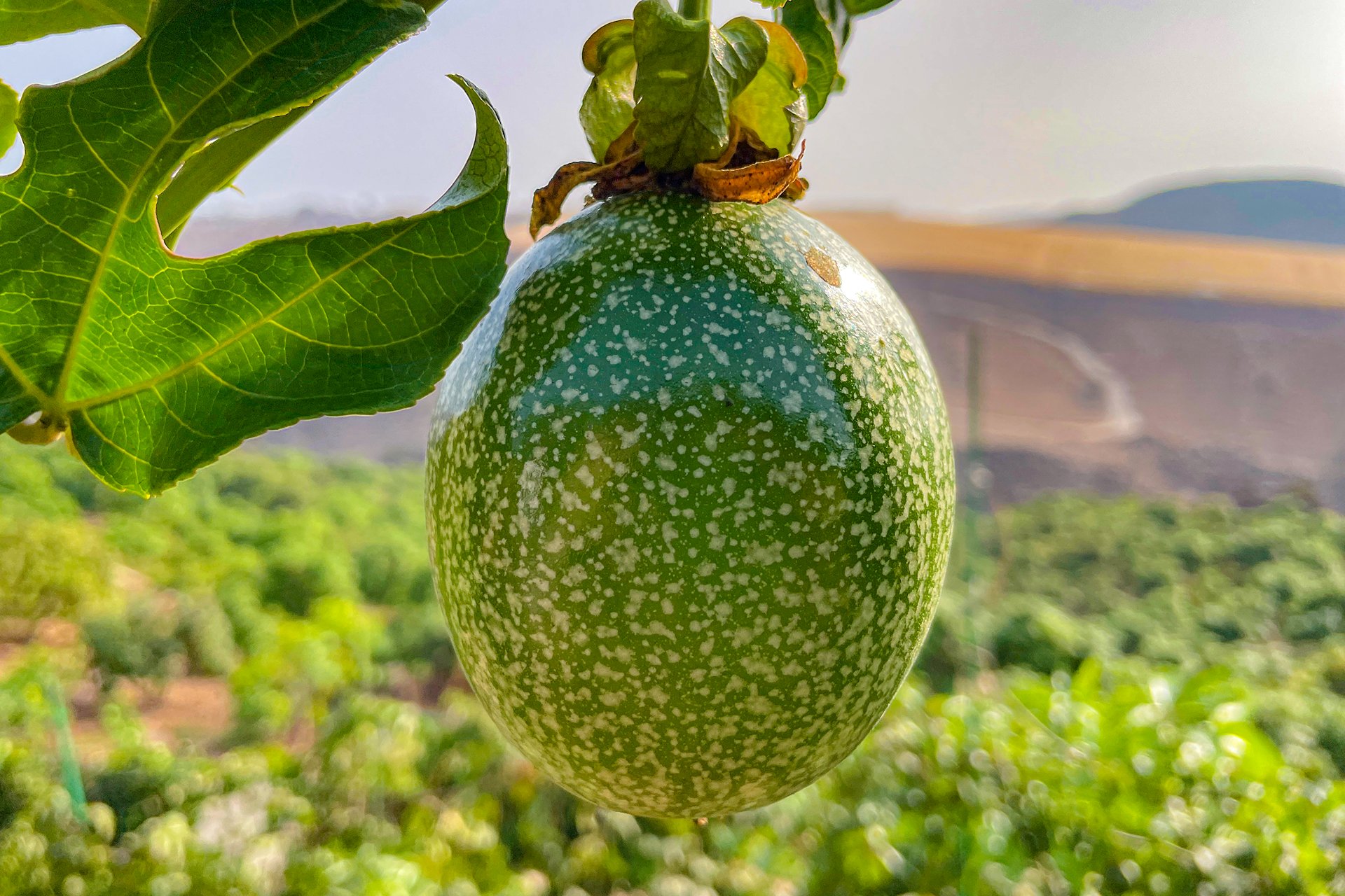 Images Finca Durian
