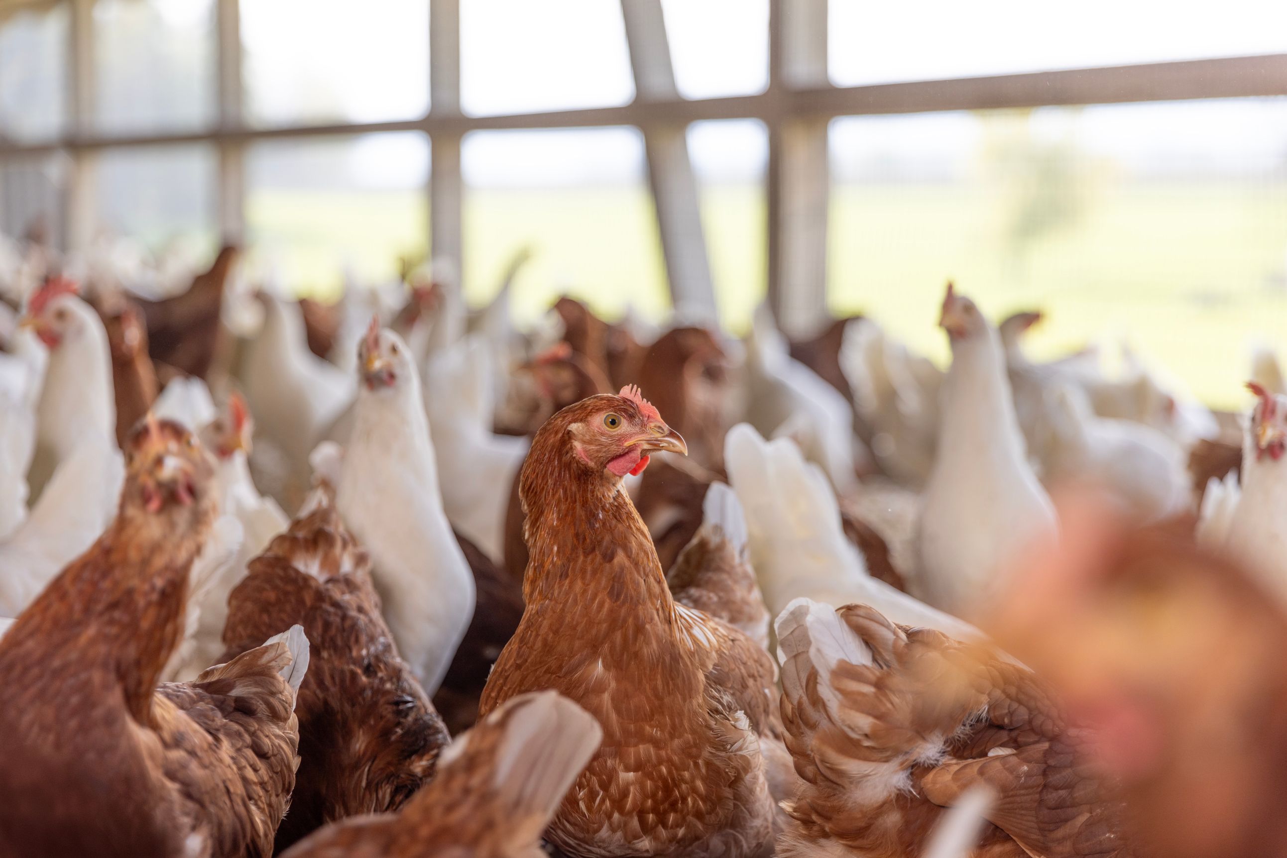 Bilder Soller Junghennen AG