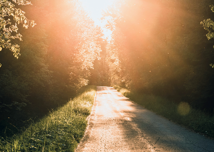 A tree-lined path illuminated by the sun.