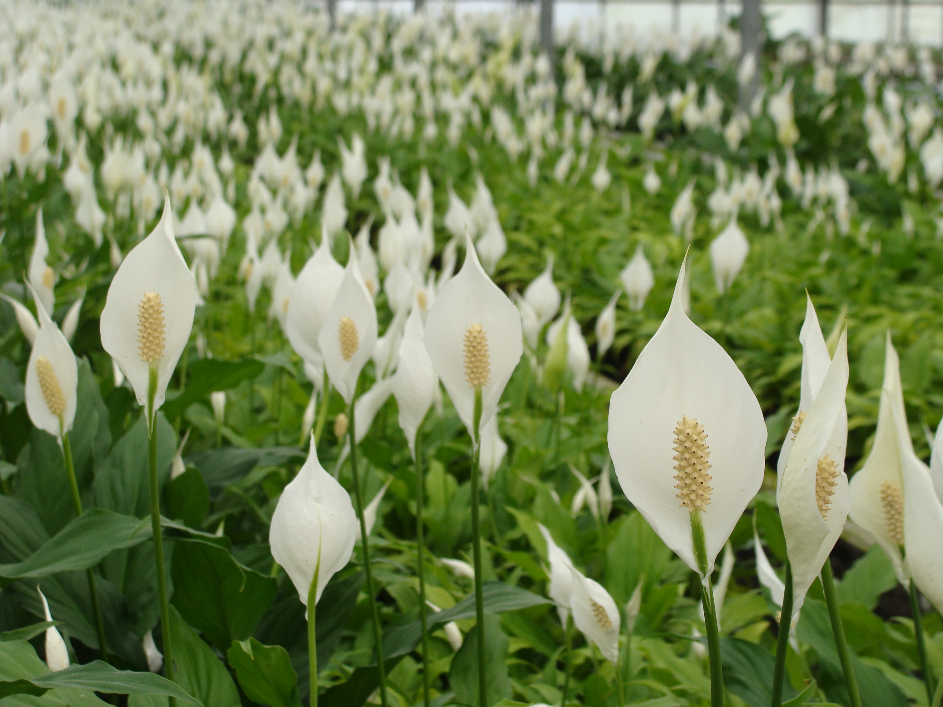 Images Flora Plant