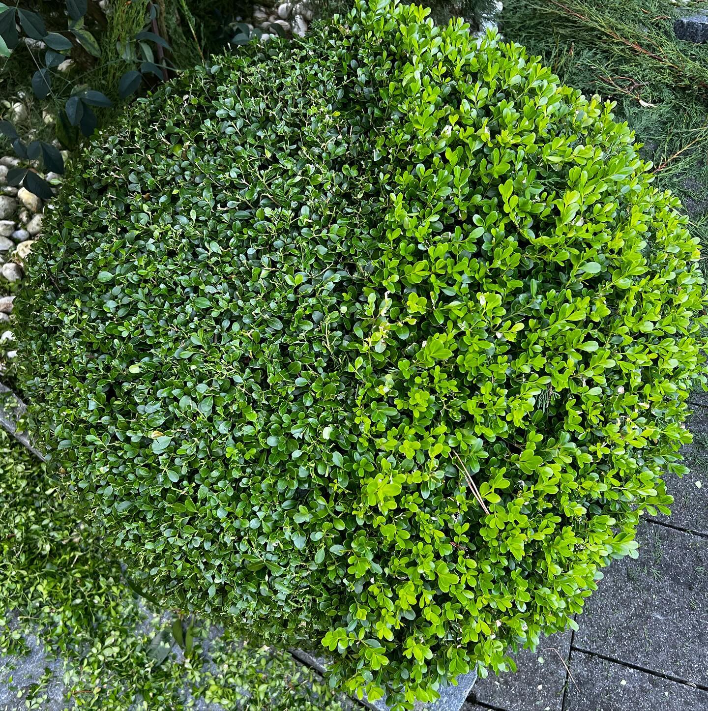 Bilder Green and Co Paysages Sàrl
