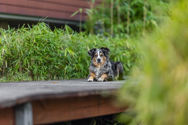 BC Tierfotografie