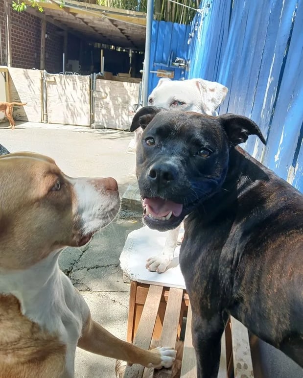 Images Wagging Tails Doggie Daycare & Boarding