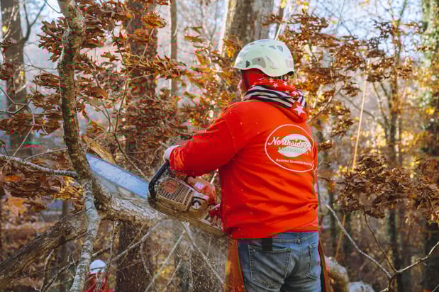 Images Northside Tree Professionals