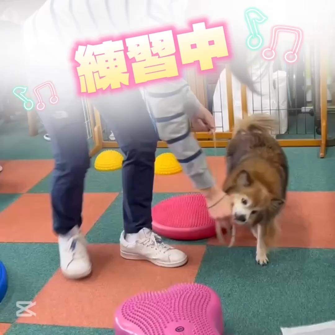 Images たまとポチ 宇津木店