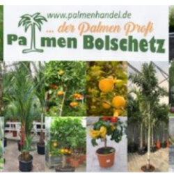 Logo Palmen-Bolschetz Palmenhandel