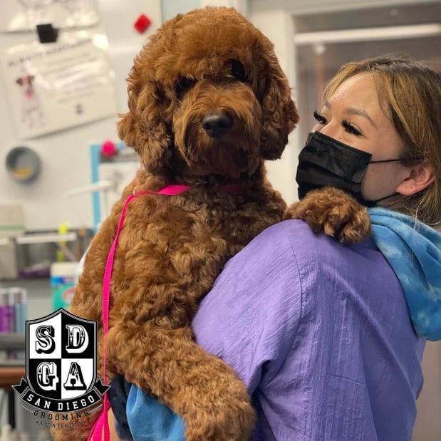 Images San Diego Grooming Academy
