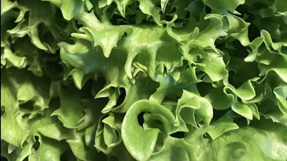 Images Vihanneslinja Oy