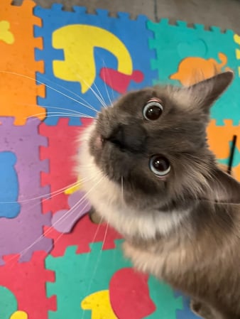 Images Pet Dynasty: Boarding  Daycare  Grooming & Training Academy