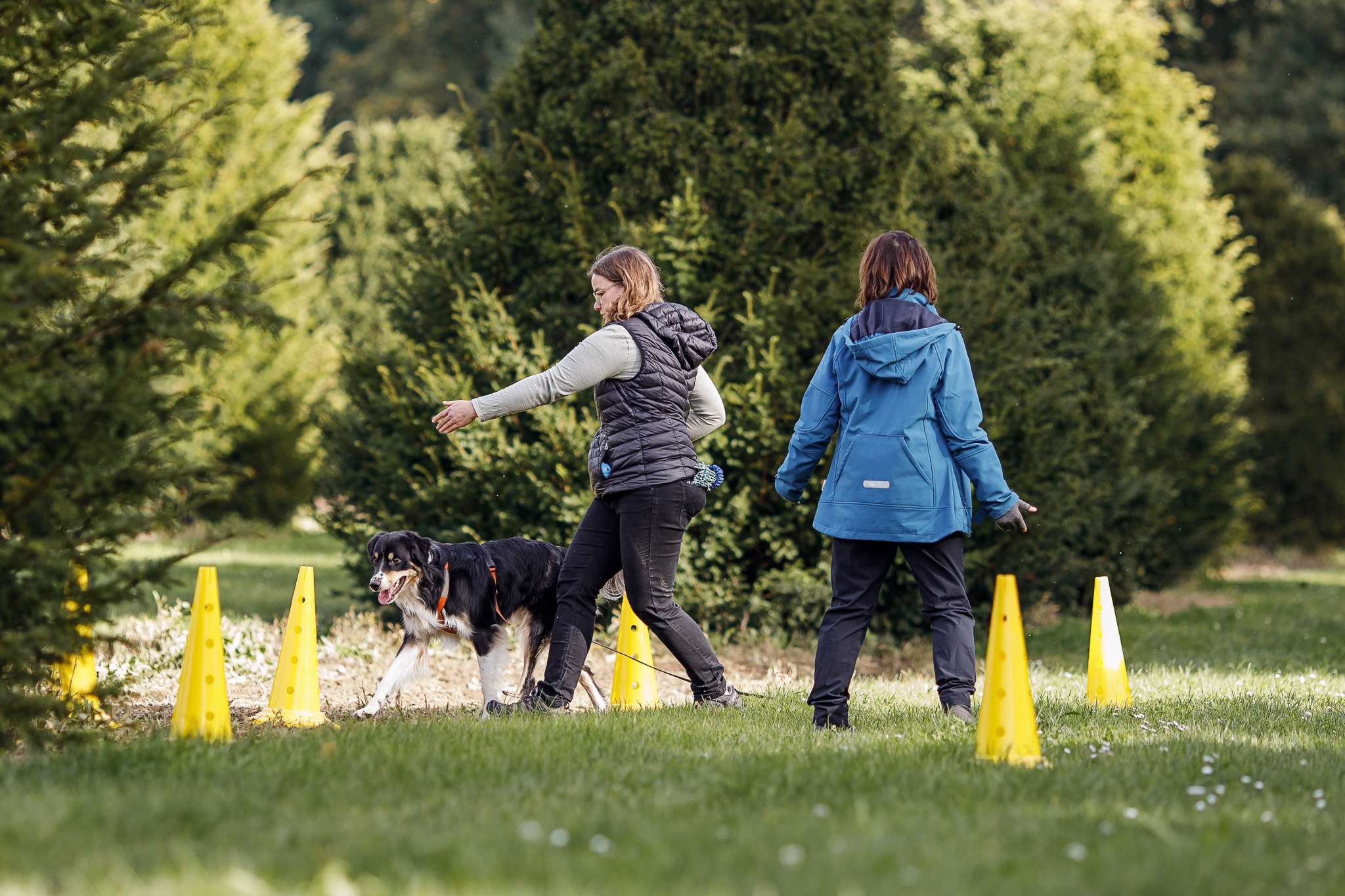 Hundeschule DogGeeks® TonCane: Online & Mobil, Voßbarg 23 in Seevetal