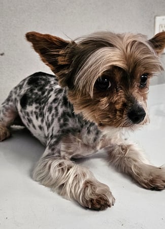 Images Bad, Beautiful & Bossy AKC Yorkies