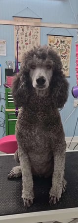 Images Dragonfly Dog Grooming LLC