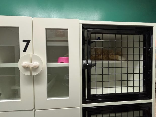 Images Paradise Pet Suites