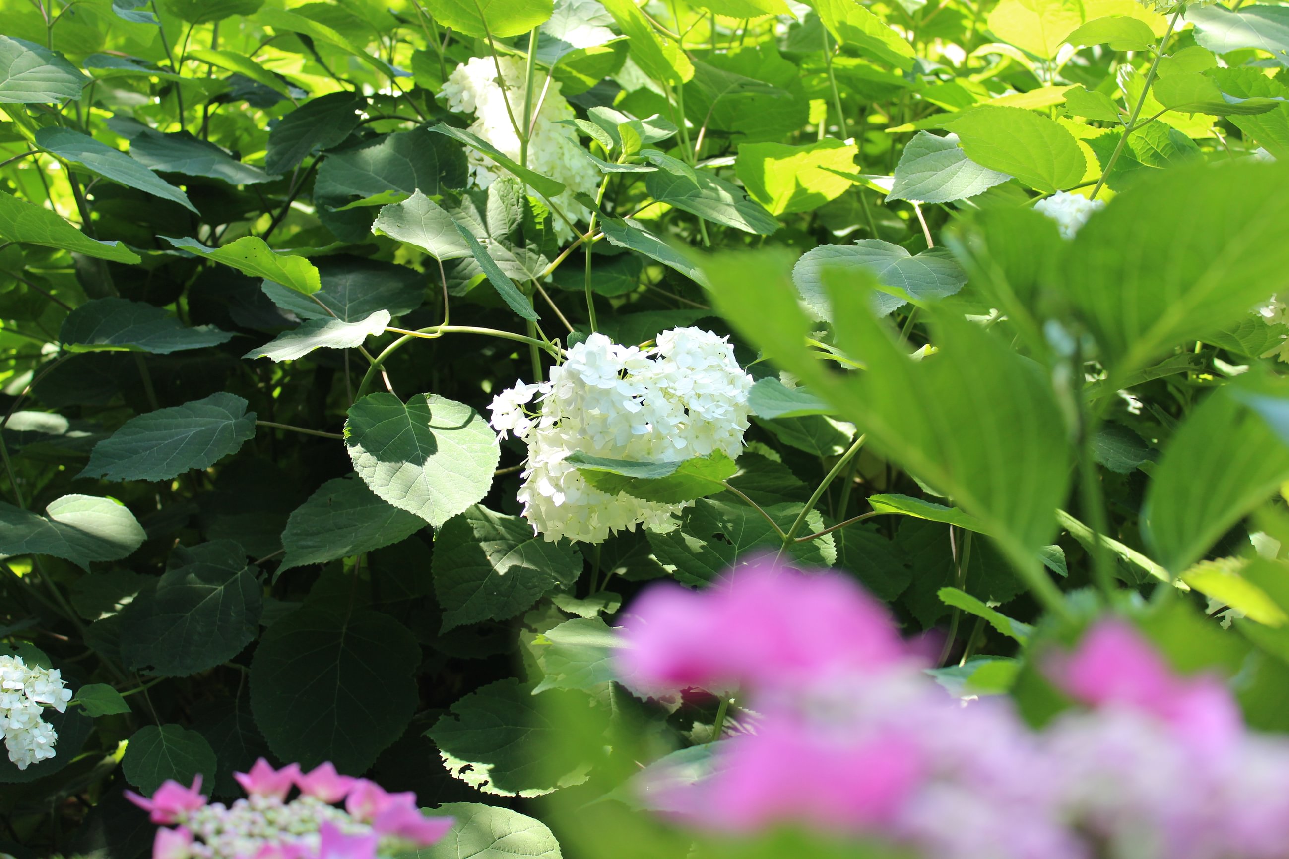 Tschann und Rietmann Gartenbau AG, Wilerstrasse 50 in Amlikon-Bissegg