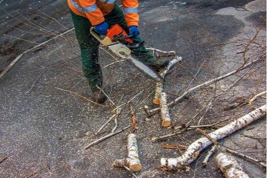 Images Dillon’s Tree Services