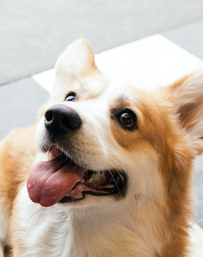A corgi looking up at its owner.