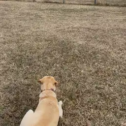 Sniffspot Yolistone Image