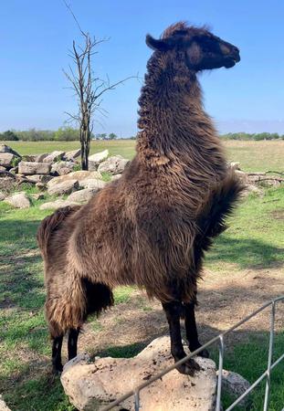 Images Valerie Bean - State Farm Insurance Agent