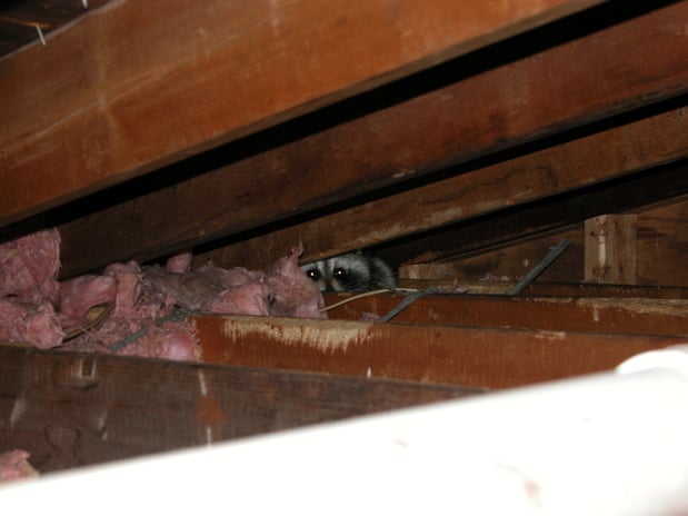 Images Loves Wildlife Removal and Pest Control