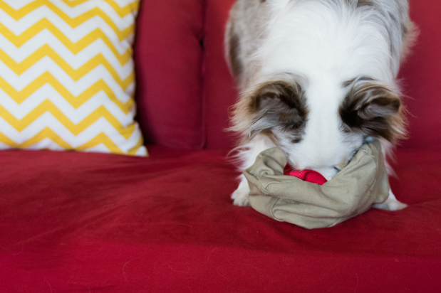 Images Stop the Fight! Dog Toys