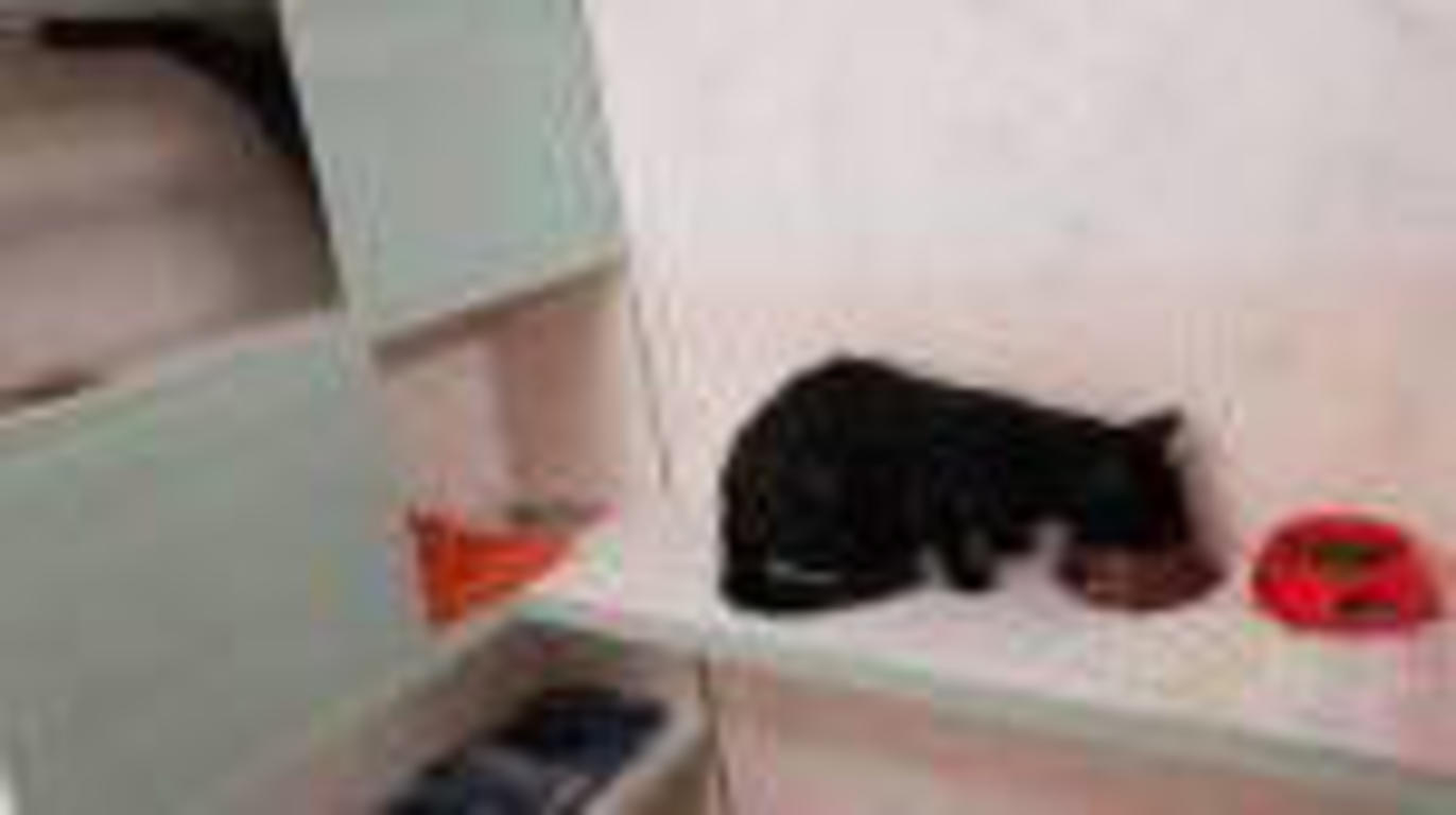 Images Norra Stockholm Katt&Hund