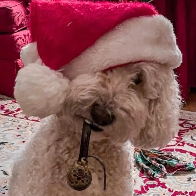 Image of Local Pet Event Christmas Sale  - Save 25% Nearby