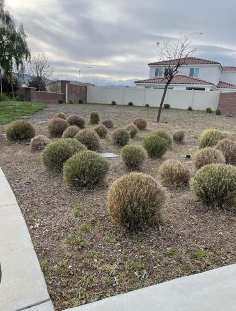 Images Palacios Landscaping