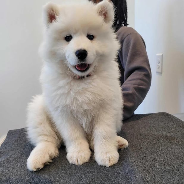 Images Petfolk Veterinary & Urgent Care - Cary