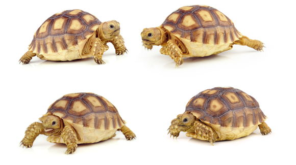 Images Eläinlääkäri Veterinär Sophie Lundqvist SoluVet
