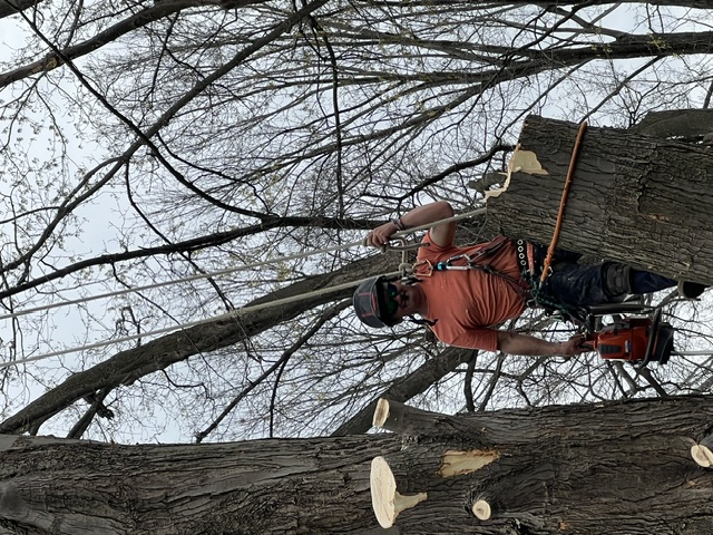 Lucca Landscaping & Construction LLC offers reliable tree cutting services to help manage overgrown, hazardous, or unwanted trees on your property. We handle each job with safety and precision, making sure your landscape remains clean and secure. Our team is experienced in working with trees of all sizes and types, ensuring efficient service with professional results. We’re committed to keeping your outdoor space well-maintained and safe.