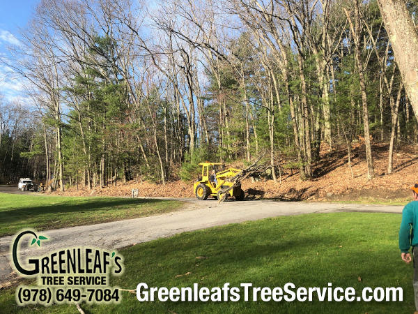 Greenleaf's Tree Service Photo