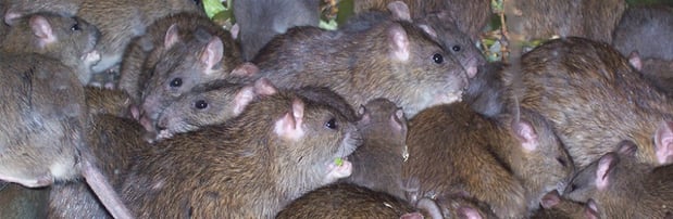 Images Bug State Pest Control